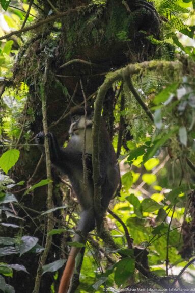 Monkey climbing through tangled vines and branches in a dense green forest canopy.