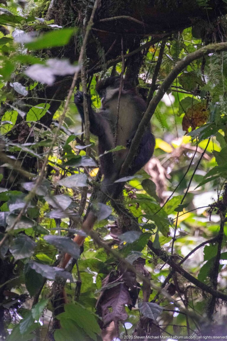 Dark monkey moving through tangled branches and leaves in dense forest vegetation.