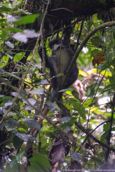 Dark monkey moving through tangled branches and leaves in dense forest vegetation.