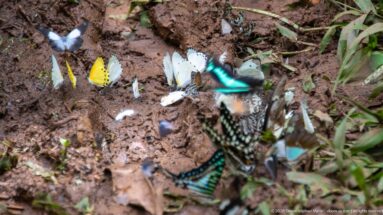 Pale butterflies and dark swallowtails clustered on wet soil, with one turquoise butterfly flying across the frame.