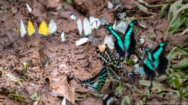 Yellow, white, black, and turquoise butterflies clustered tightly on a damp patch of forest soil.