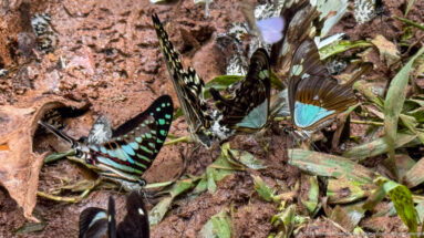 Blue-green banded swallowtails and other butterflies feeding together on damp soil and leaf litter.