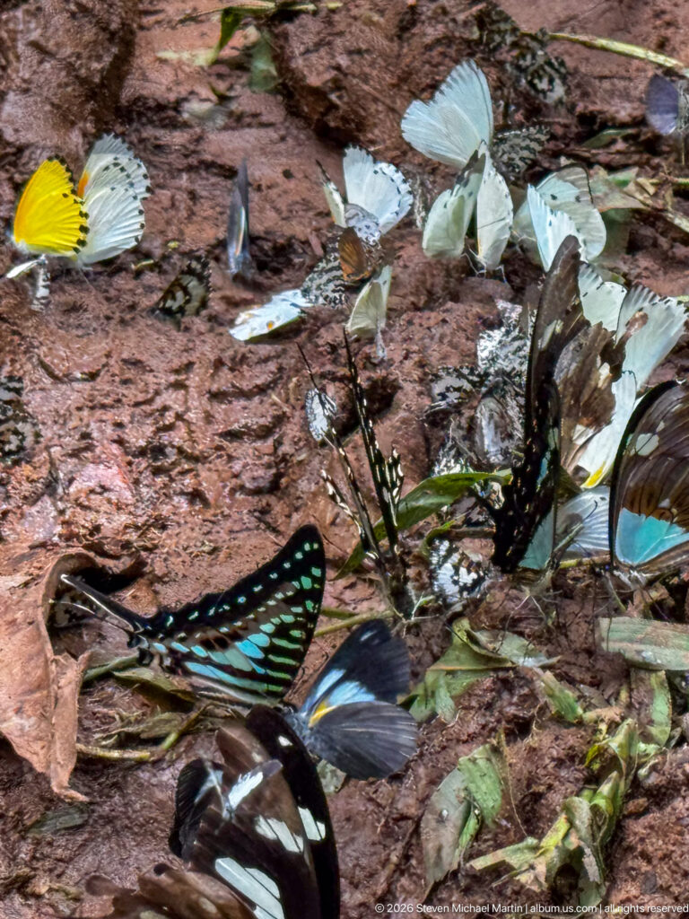 Mixed butterflies clustered on damp reddish soil, including turquoise-banded swallowtails and several pale white butterflies.