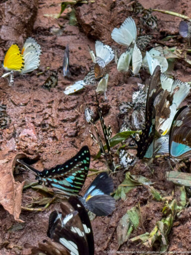 Mixed butterflies clustered on damp reddish soil, including turquoise-banded swallowtails and several pale white butterflies.