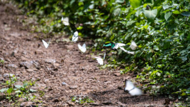 Several pale butterflies flying above a damp forest trail bordered by low green vegetation.