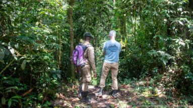 Visitor and uniformed guide standing with backs to camera on a narrow trail in dense forest.