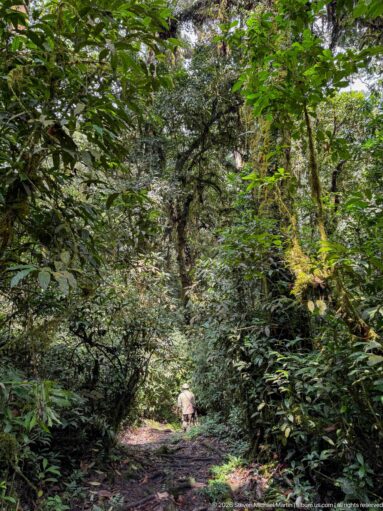 Small figure walking away on a shaded forest path beneath dense layered foliage.