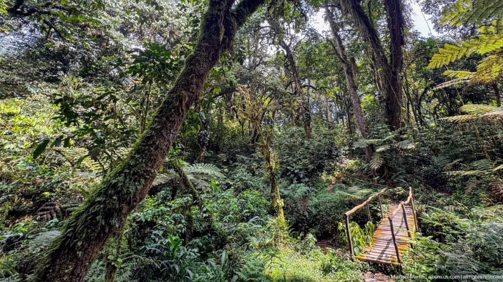 Small wooden footbridge descending through dense mature forest with ferns and large twisting trees.