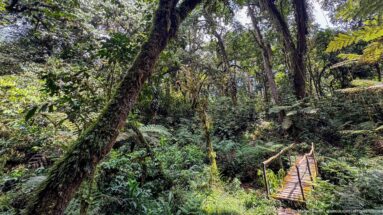 Small wooden footbridge descending through dense mature forest with ferns and large twisting trees.
