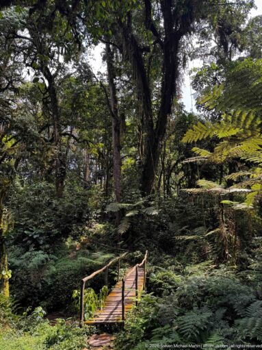 Empty wooden footbridge receding through dense forest beneath tall mossy trees and ferns.