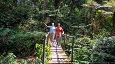 Two hikers walking across a narrow wooden footbridge in dense fern-filled forest.