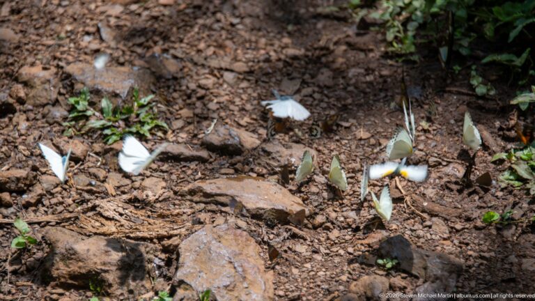 Pale butterflies clustered on damp rocky soil, with a small blue butterfly among them.