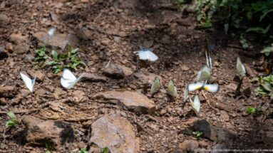 Pale butterflies clustered on damp rocky soil, with a small blue butterfly among them.