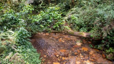 Shallow rocky stream flowing through dense green forest with ferns, shrubs, and overhanging trees.