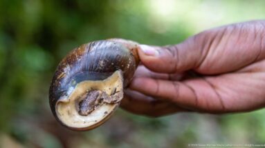 Large dark-shelled land snail held in a hand, with pale shell opening and soft forest background.