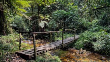 Empty narrow wooden footbridge crossing a shallow stream amid ferns and dense rainforest.