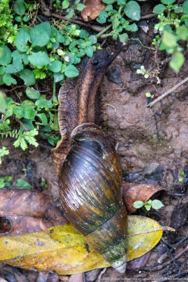 Large dark-shelled land snail crawling away across damp leaf litter and low vegetation.