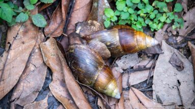 Two large brown land snails with banded pointed shells among damp leaves and small plants.