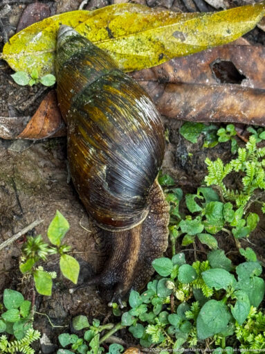 Large dark-shelled land snail crawling among tiny green plants and wet forest litter.