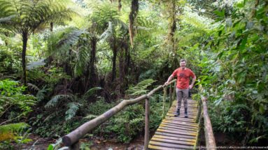Man in red shirt walking across a narrow wooden bridge amid tree ferns and dense forest.