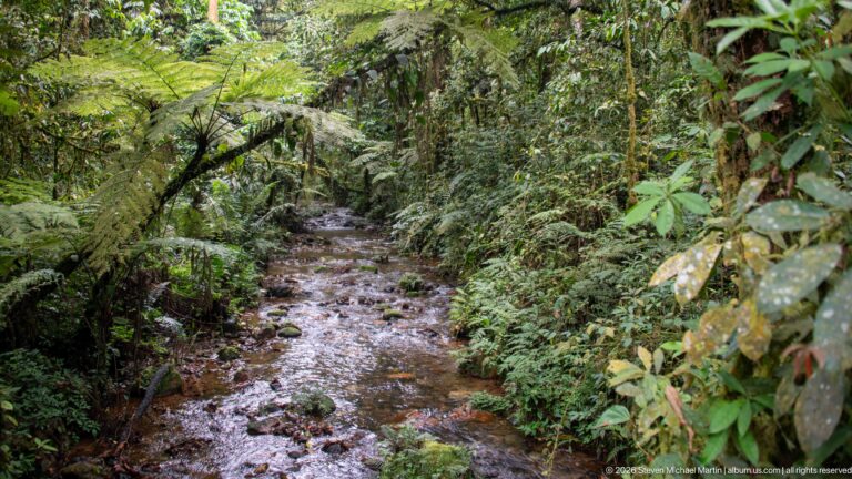 Shallow rocky stream winding through dense rainforest beneath arching branches and ferns.