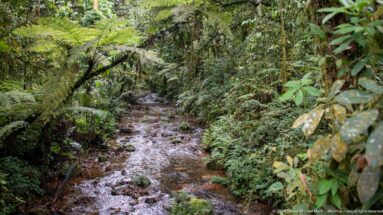 Shallow rocky stream winding through dense rainforest beneath arching branches and ferns.