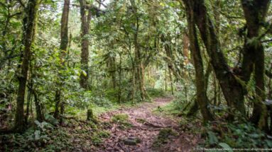 Narrow leaf-covered forest path winding between trees, vines, and dense understory vegetation.