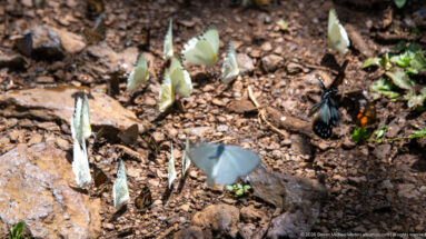 Pale and dark butterflies feeding on damp soil while one pale butterfly flies across the foreground.