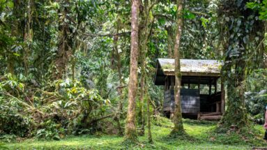 Small roofed timber shelter standing in a rainforest clearing among tall trees.