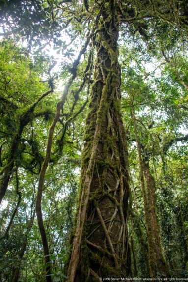 Upward view of a tall rainforest tree wrapped with woody vines beneath the canopy.
