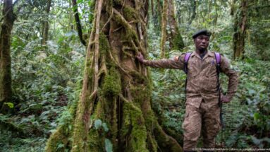 Uniformed forest guide standing beside a large buttress-rooted tree in dense rainforest.