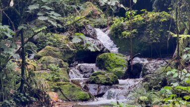 Forest cascade flowing around large moss-covered boulders amid ferns, vines, and dense green vegetation.
