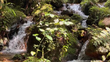 Forest stream splitting into small cascades around mossy boulders and leafy plants.