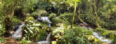 Several small cascades flowing among moss-covered boulders beneath hanging forest plants.