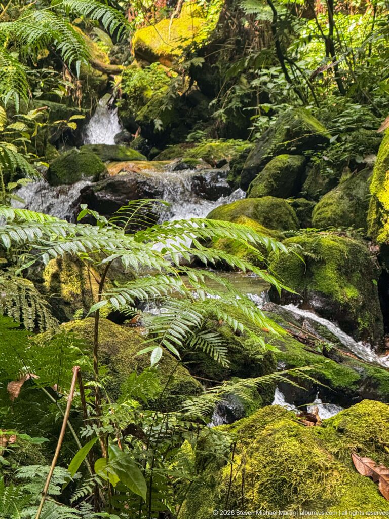 Large fern fronds arching over a shallow stream and moss-covered rocks.