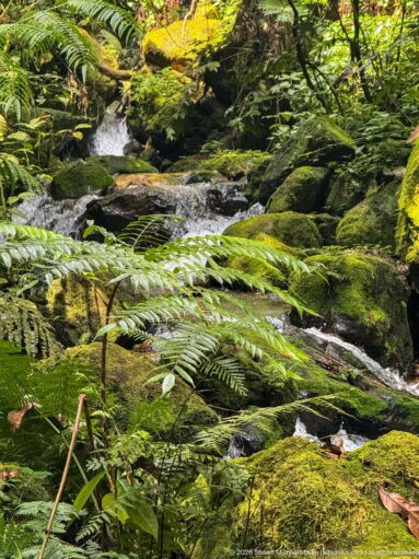 Large fern fronds arching over a shallow stream and moss-covered rocks.
