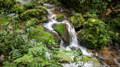 Stepped cascade flowing through mossy rocks behind foreground ferns in dense forest.