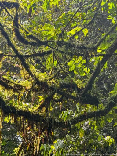 Interwoven mossy branches and green leaves backlit in the forest canopy.