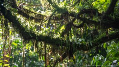 Thick horizontal forest branch covered with mosses and hanging epiphytes against sunlit foliage.