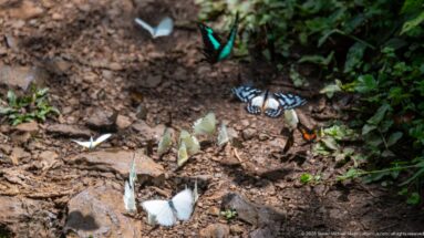 Turquoise and blue-black butterflies among smaller white and yellow butterflies on damp forest soil.