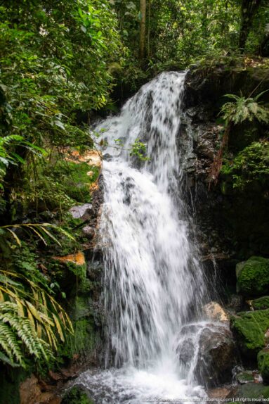 Two-tier forest waterfall flowing over dark rock between ferns and dense vegetation.