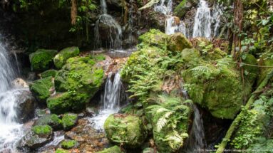 Small cascades threading among bright mossy rocks and ferns in dense forest.