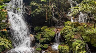 Narrow waterfall falling beside mossy boulders and ferns in shaded rainforest.