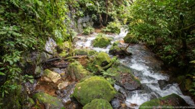 Narrow forest stream rushing between moss-covered boulders beneath dense vegetation.