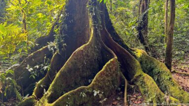 Massive moss-covered buttress roots spreading from the base of a rainforest tree.