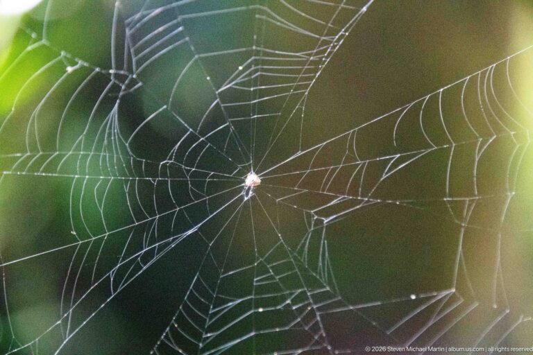 Small spider centered in a circular orb web against blurred green forest vegetation.