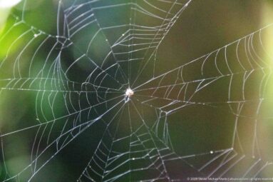 Small spider centered in a circular orb web against blurred green forest vegetation.
