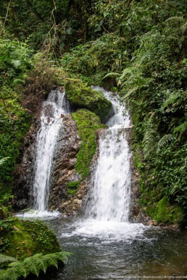 Two forest cascades dropping side by side into a dark pool bordered by moss and foliage.