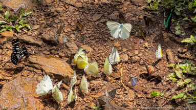 Mixed white, yellow, black, and turquoise butterflies gathered on damp rocky soil.