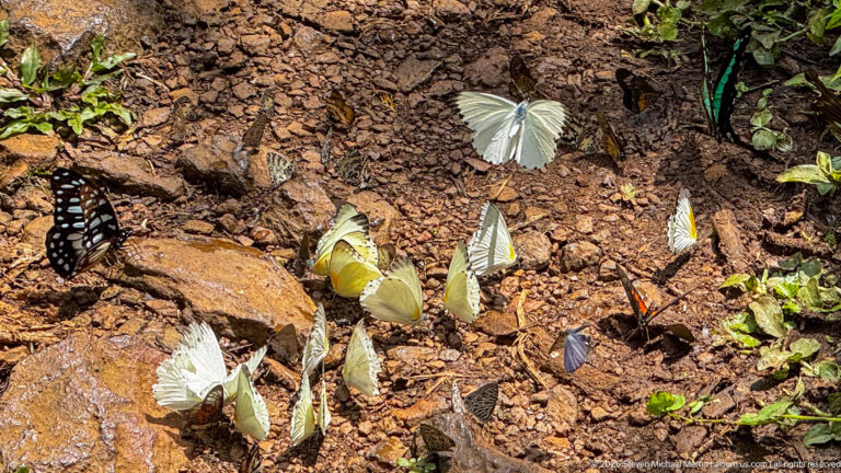 Mixed white, yellow, black, and turquoise butterflies gathered on damp rocky soil.